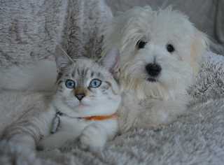 Tierliebe Singles, Hund und Katze